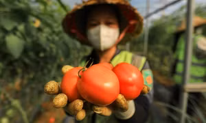 Thực phẩm hữu cơ giá cao vẫn hút khách