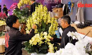 Nghề cắm hoa lan 'hái ra tiền' dịp Tết
