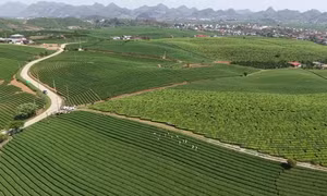 Đồi chè Mộc Châu - Điểm đến hấp dẫn du khách