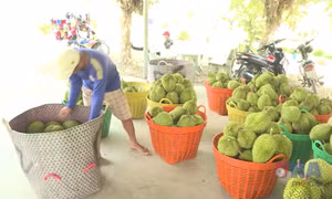 Xuất khẩu rau quả khó về đích