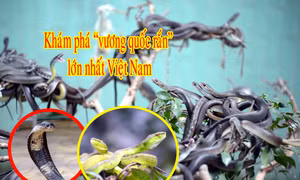 Trại rắn Đồng Tâm được mệnh danh là trại rắn lớn nhất Việt Nam.