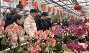 Rực rỡ chợ hoa Xuân Bắc Kinh (Trung Quốc)
