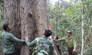 Chuyện những người giữ rừng Hương ở Gia Lai