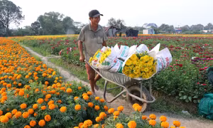 Nhộn nhịp cánh đồng hoa lớn nhất Bình Dương