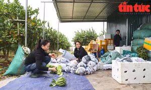 Làng phật thủ lớn nhất Hà Nội tất bật vào vụ Tết Giáp Thìn 2024