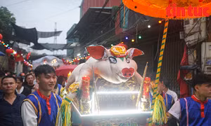 Độc đáo lễ rước lợn tế Thành hoàng làng ở La Phù 