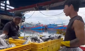 Nhiên liệu tăng giá, ngư dân Quảng Ngãi lo lỗ vốn