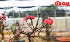 Người Nhật Tân kỳ công chăm sóc đào thất thốn