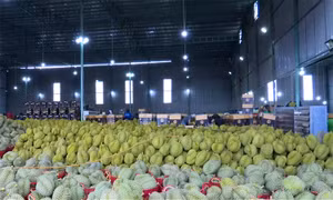 Nông dân được mùa, được giá sầu riêng