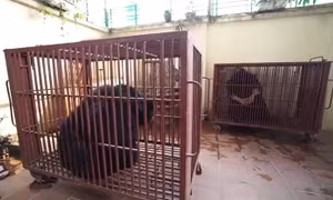 Cứu hộ ba cá thể gấu tại 'thủ phủ nuôi nhốt gấu'