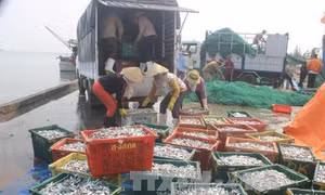 Ngư dân điêu đứng vì cá chết trắng bờ biển