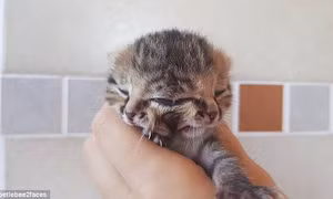 Ngắm mèo con kỳ lạ có hai mặt, ba mắt, hai mồm