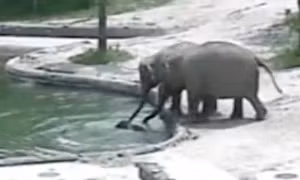 Video ấn tượng hai voi lớn cứu voi con khỏi chết đuối