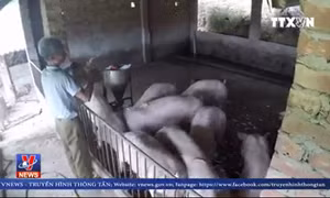 Giá thịt lợn giảm kỷ lục, nông dân sốc nặng, lợn... đói