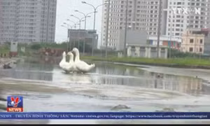 Hà Nội: Ít người đến ở, khu đô thị biến thành nơi... nuôi vịt
