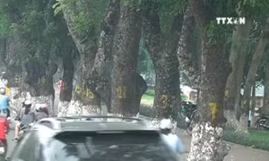 Người Hà Nội tiếc nuối hàng cây cổ thụ ven hồ Thủ Lệ