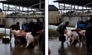 Thấy bạn giãy giụa trên bàn mổ, lợn húc đồ tể cứu nguy