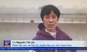 Người dân vựa ngao lớn nhất xứ Thanh trước nguy cơ trắng tay 