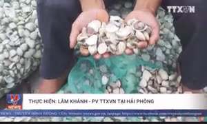 Ngao chết hàng loạt tại cửa sông Văn Úc, Hải Phòng