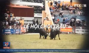 Loại bỏ những lễ hội bạo lực