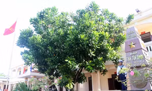 Cây bàng vuông - Biểu tượng của sức sống mãnh liệt
