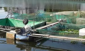 Huế yêu cầu tháo dỡ toàn bộ lồng bè trên sông Như Ý trước ngày 18/8