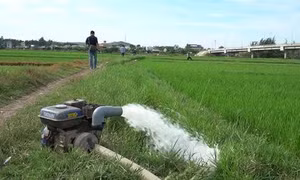 Xâm nhập mặn nghiêm trọng, nhiều ruộng lúa chết khô