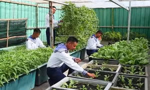 Tăng gia sản xuất ở Trường Sa