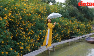 Ngắm hoa dã quỳ khoe sắc rực rỡ giữa lòng Thủ đô