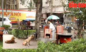 Cần xử lý nghiêm tình trạng lấn chiếm, chó thả rông tại các vườn hoa công cộng tại Hà Nội