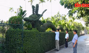 Độc đáo linh vật rồng làm từ cây duối đón Tết Giáp Thìn ở Nam Định