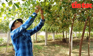 Táo muối Bàng La sai trĩu quả, nông dân kỳ vọng tiêu thụ dịp Tết