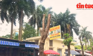 Hà Nội: Loạt cây xanh sau cắt tỉa trở thành 'cọc' treo biển quảng cáo, rao vặt