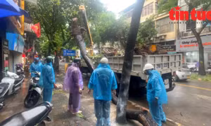 Hà Nội tăng cường lực lượng xử lý cây gãy đổ trong bão số 3 Yagi