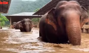 Giải cứu hàng trăm con voi do lũ lụt nghiêm trọng ở Chiang Mai