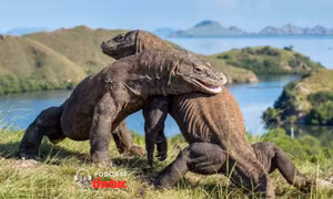Khám phá loài rồng ngoài đời thực ở quần đảo Lesser Sunda