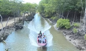TP Hồ Chí Minh tăng cường quản lý các vùng đất ngập nước