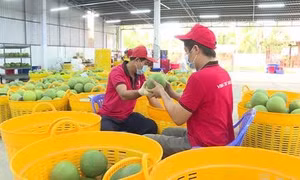 Liên kết sản xuất - thị trường, giải bài toán đầu ra cho nông sản