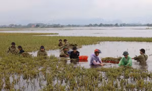 Cán bộ, chiến sỹ giúp dân gặt lúa