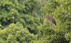 Nhiều đàn chim về Hồ Gươm làm tổ