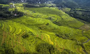 Vẻ đẹp ruộng bậc thang Miền Đồi ở Hòa Bình