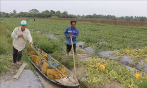 Nông dân Bạc Liêu được mùa dưa hấu Tết