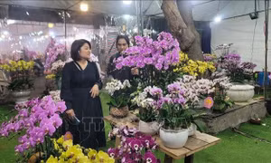 Sôi động thị trường lan hồ điệp 
