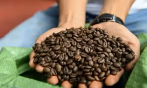 AFP phản ánh về tâm huyết của người nông dân Việt Nam với cà phê robusta