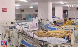 Hai người nguy kịch do nhiễm liên cầu lợn tại Thái Nguyên