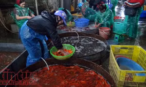 Sôi động thị trường cá chép ông Công ông Táo