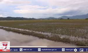 Mưa lũ khiến gần 1.300 ha lúa ở Đắk Lắk bị ngập