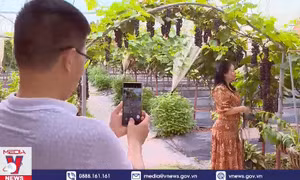 Trải nghiệm hái nho ngay tại Hà Nội thu hút khách