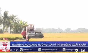 Ngành gạo đang hưởng lợi từ thị trường xuất khẩu