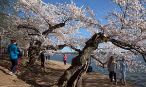 Mỹ là ổ dịch COVID-19 thứ ba, dân Washington vẫn ra ngoài ngắm anh đào